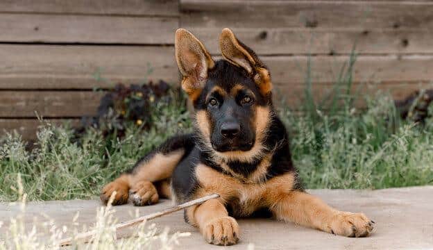 The dog is believed to be a German Shepherd or Herder breed.