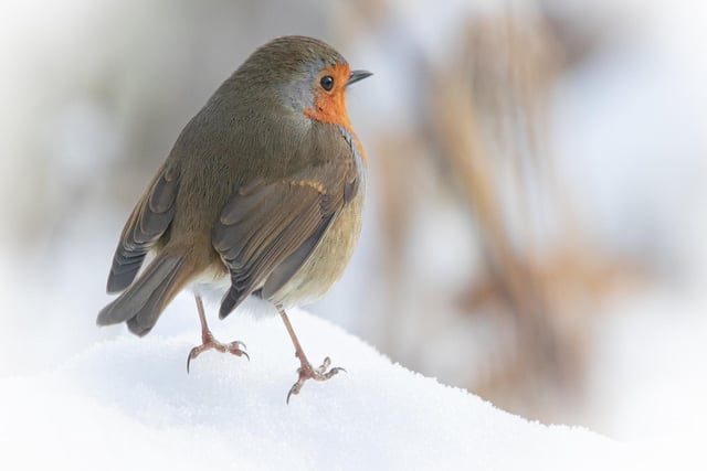 A little robin in the snow. From James Lowery.
