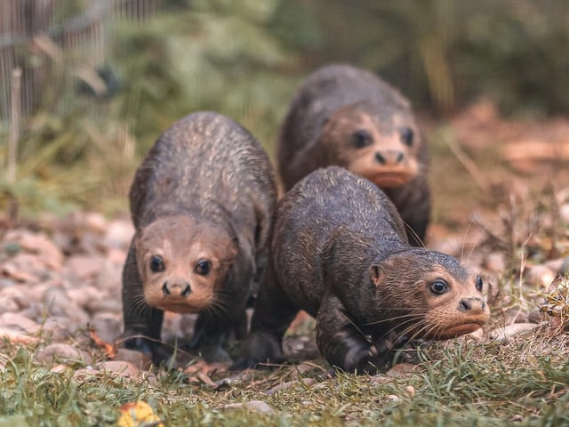 These otter-ly fabulous triplets ventured out into the reserve in October, three months after their birth at the park. The giant otter pups, who have yet to be named, plunged into their pool and rolled around on the grass under the watchful gaze of parents Alexandra and Orimar and the delight of visitors.