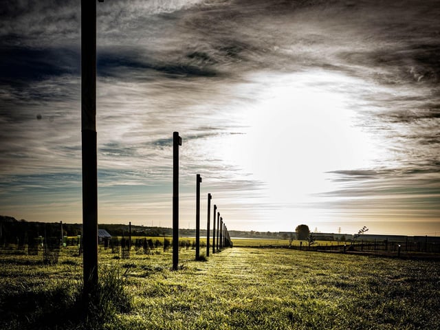 Loversall vineyard