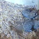 Award-winning Yorkshire Wildlife Park has welcomed two adorable Amur Leopard cubs.