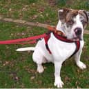 Can you give adorable Apollo a new home?