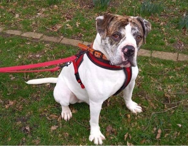 Can you give adorable Apollo a new home?