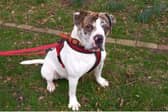 Can you give adorable Apollo a new home?