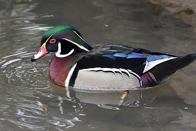 Stunning Wood Duck on Tickhill Mill Pond