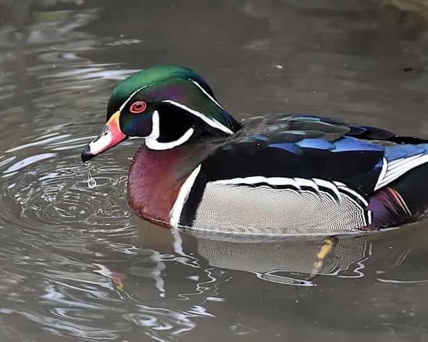 Stunning Wood Duck on Tickhill Mill Pond