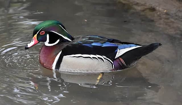 Stunning Wood Duck on Tickhill Mill Pond