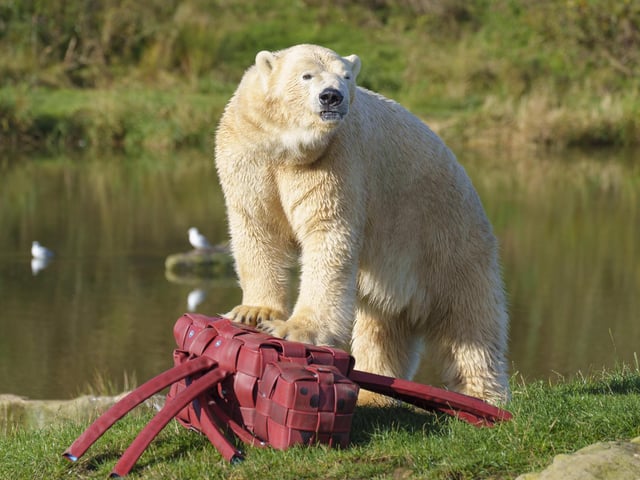 The huge bear tossed the spider into the lake after discovering the Halloween creature,
