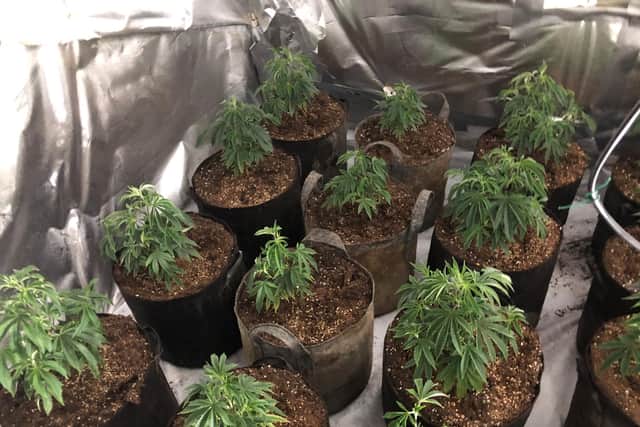 Hundreds of cannabis plants have been seized.