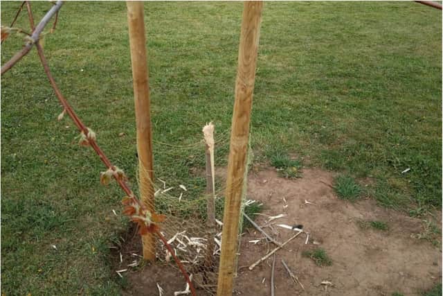 The remains of the sapling snapped in half. (Photo: Doncaster Council).