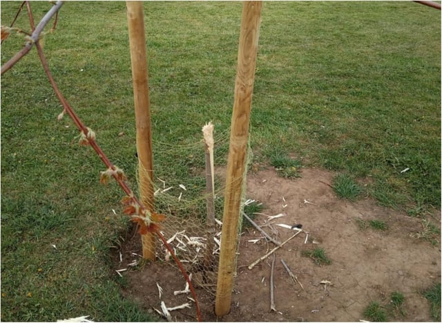 The remains of the sapling snapped in half. (Photo: Doncaster Council).