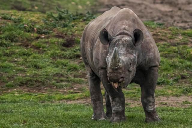 The Yorkshire Wildlife Park is celebrating their work to help save endangered rhinos.