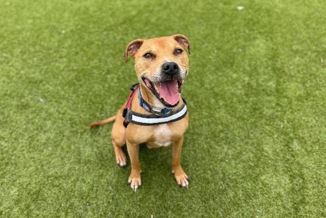 Buster, an eight year old Staffordshire bull terrier, doesn't let his old age get in the way of having a good time! He's very active and can get restless when his owner isn't around - he needs to be taught that it's ok to be on his own.