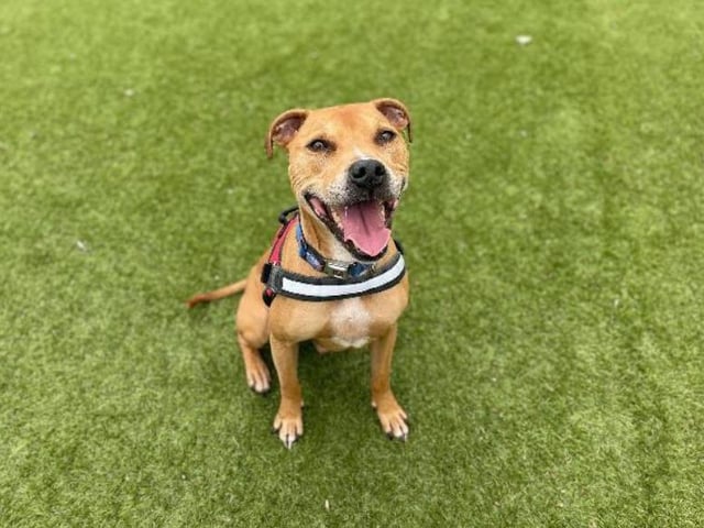 Buster, an eight year old Staffordshire bull terrier, doesn't let his old age get in the way of having a good time! He's very active and can get restless when his owner isn't around - he needs to be taught that it's ok to be on his own.