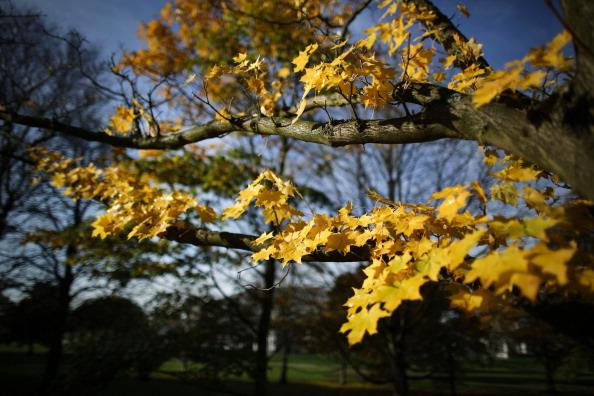 You can enjoy all the Autumnal beauty on display while walking around Westwood Country Park.