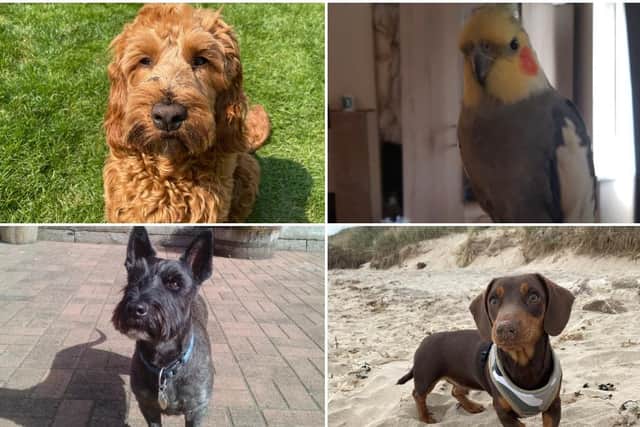 Vote for your favourite now!