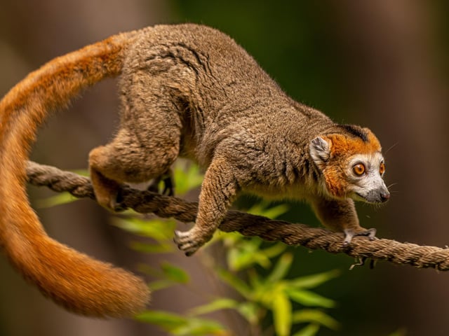 The arrival of three new Crowned Lemurs added an extra bit of magic in the run-up to a fun-packed Easter. The lively trio settled in quickly to life at Lemur Woods and became visitor favourites.