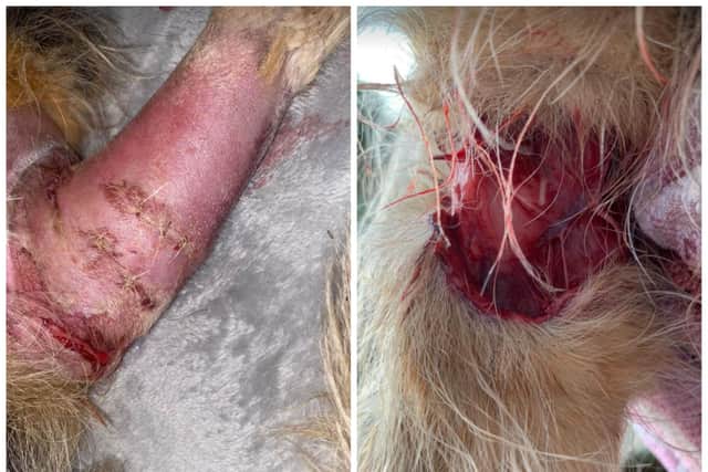 Ruby suffererd horrific leg injuries in the attack.