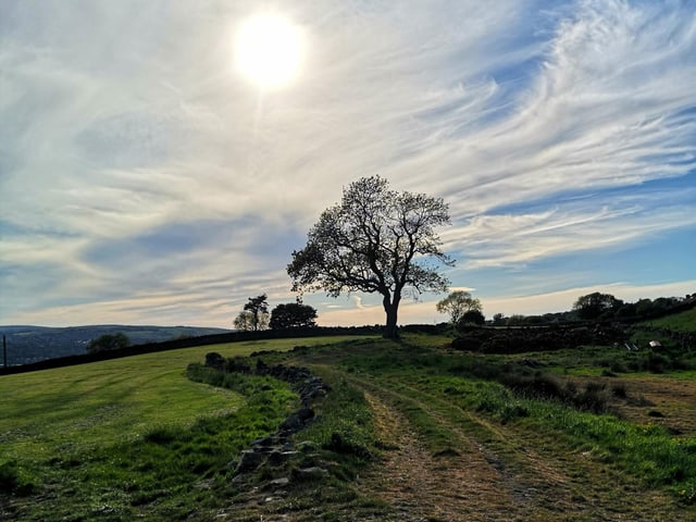 “This tree on a regular walk of mine is my object of 2020. This year someone put a swing up from its branches, teenage lovers nestled under its shad.” - Nominated for The Young Foundation’s Museum of 2020 by K England