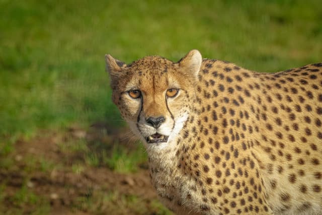Der Yorkshire Wildlife Park in Doncaster unterstützt eine Kampagne zum ...