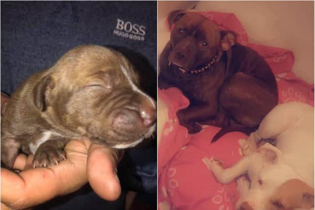 Two dogs and eight pups were stolen from a house in Doncaster.