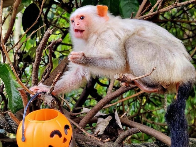 The animals have been given Halloween treats.