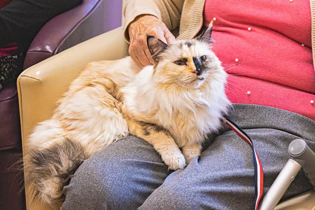 Darcie is one of six Ragdolls owned by Jane Curtis