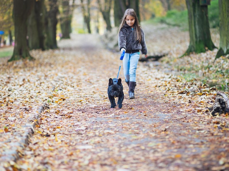 The second most popular dog in the UK, the French Bulldog, is also one of the best for families. They are playful, smart, cuddly, adaptable, and don't need a huge amount of exercise.