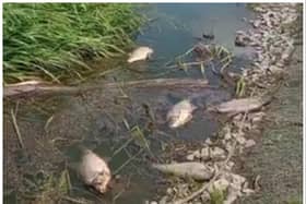 Hundreds of dead fish have been found along the River Don in Doncaster. (Photo: Lee Stewart).