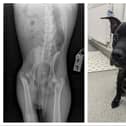 Vets discovered Manic had a broken thigh bone and fractured skull.