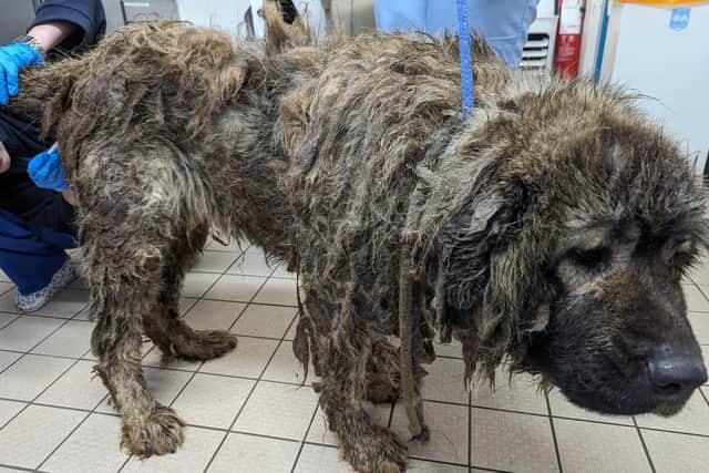 Poor Sheila was found in a seriously emaciated and matted state.