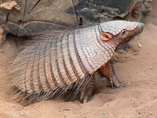 Armadillos at Tropical Butterfly House.