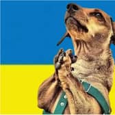 An appeal has been launched to help dogs in Ukraine.