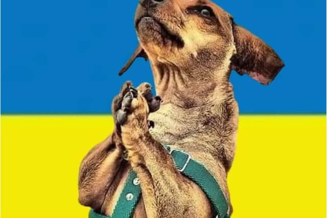 An appeal has been launched to help dogs in Ukraine.