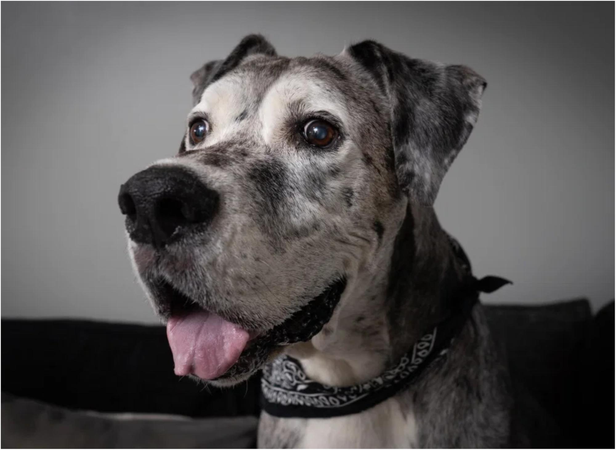Oldest sales great dane