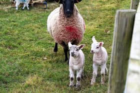 Mam guarding her lambs taken by Free Press reader Kev Pointon from Rossington