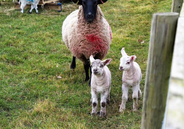 Mam guarding her lambs taken by Free Press reader Kev Pointon from Rossington