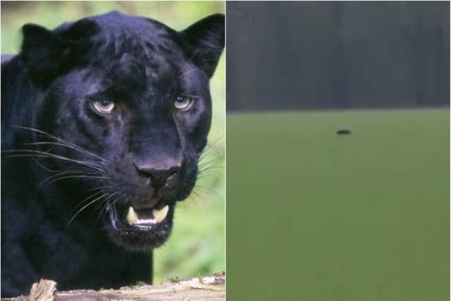 The latest sighting of a black panther, said to be on the loose in Doncaster, was captured on camera near Armthorpe.