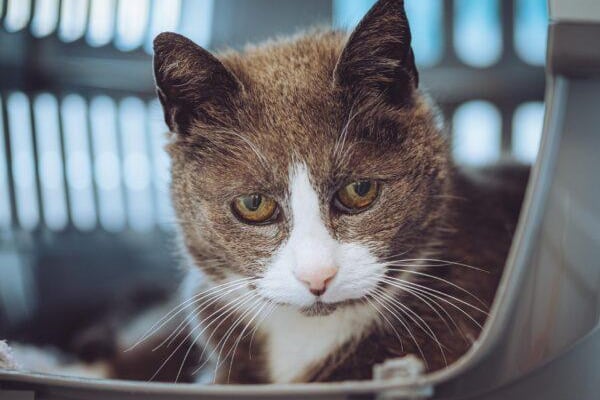 Pussy Willow was brought to the Chesterfield RSPCA centre after her owner sadly passed away. The 18-year-old is looking for a loving home to take care of her in her twilight years.