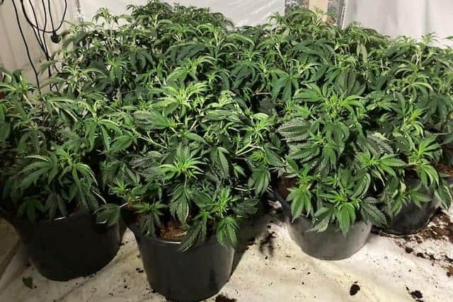 93 plants were removed by police.