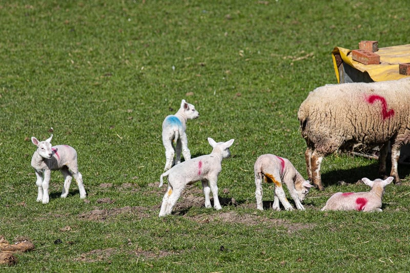 Spring lambs frolicking.