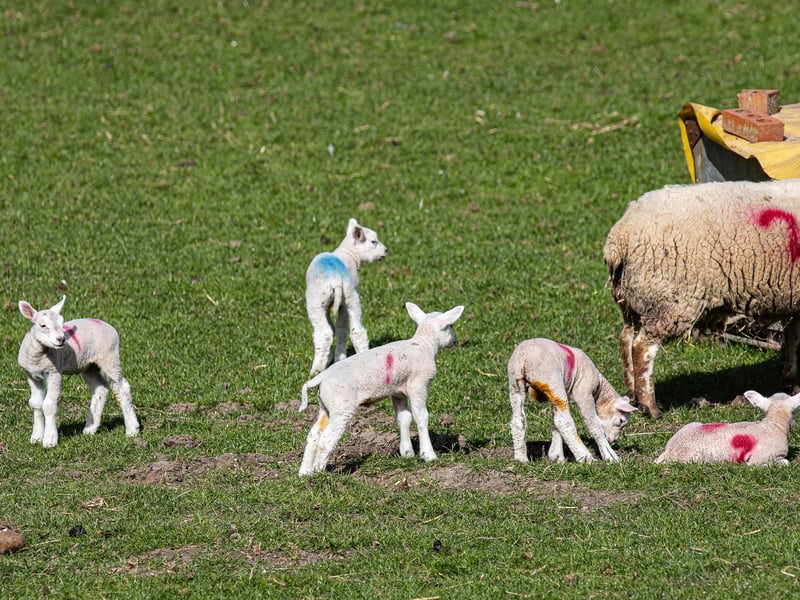 Spring lambs frolicking.