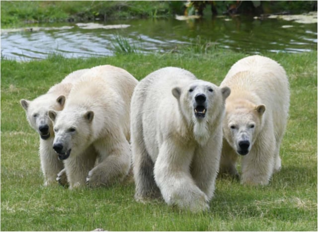 Four New Polar Bears Arrive At Doncaster S Yorkshire Wildlife Park Doncaster Free Press