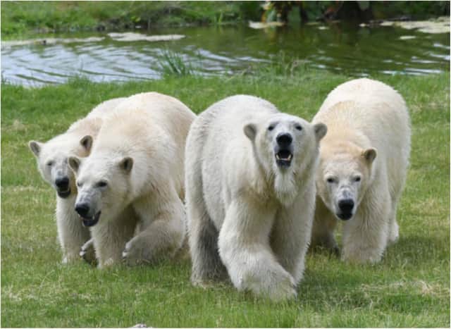 The four bears are new arrivals at YWP.