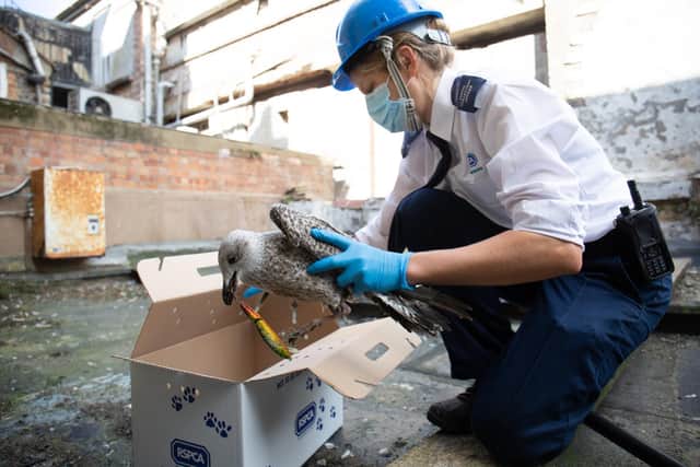 An RSPCA officer rescues a gull