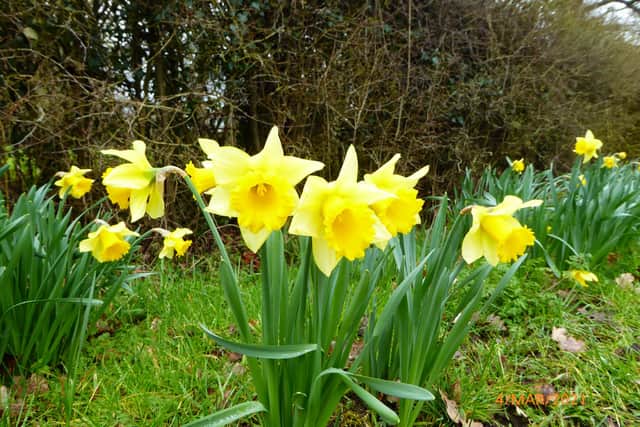 Beautiful Daffodils