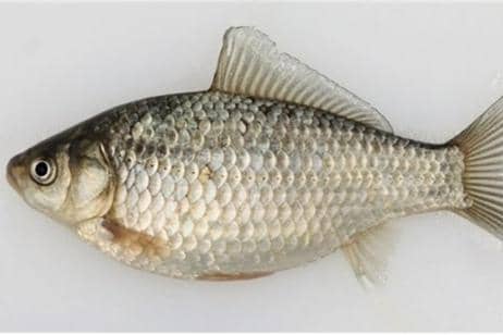 Help protect the fish
