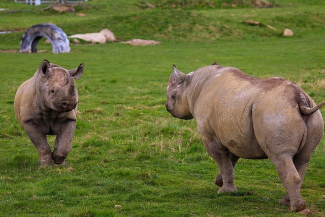 "Spring got into full swing with the news that Najuma, one of the park’s Black Rhino, was showing early signs of pregnancy but everyone will have to wait a few months more as the gestation period lasts 12 to 18 months. Black Rhino numbers decreased by 96% between 1970 and 1992 due to poaching but global conservation efforts have helped numbers to recover to more than 6,000, according to recent statistics."