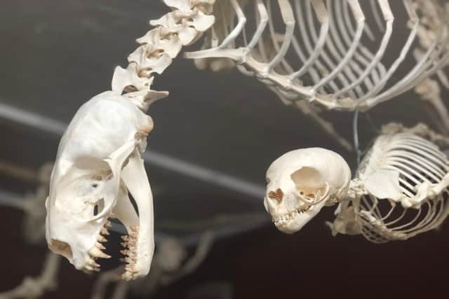 Seal skeletons in museum.