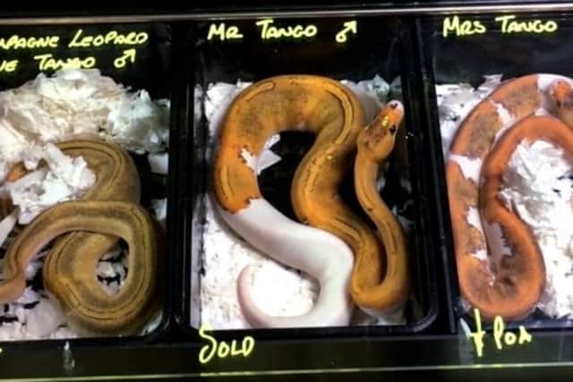 Snakes for sale at a previous event. Picture by World Animal Protection